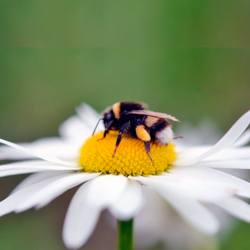 Read more about the article Ep4- Sobre abelhas e vespas