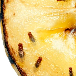 Leia mais sobre o artigo Ep15- Como se livrar do mosquitinho da fruta?