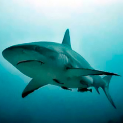 Read more about the article Ep61- Tubarão fêmea engravida sozinha em um tanque sem machos.