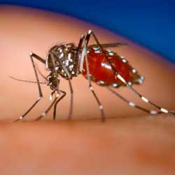 Leia mais sobre o artigo Ep132- Vacina para Dengue?