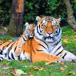 Tigre de bengala e filhote