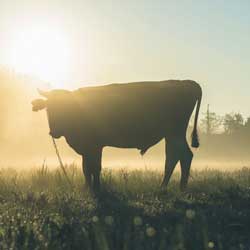 Leia mais sobre o artigo Ep126- Você tem uma vaca?