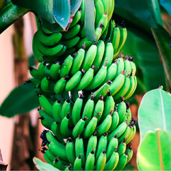 Leia mais sobre o artigo Ep12- Plantando bananeira