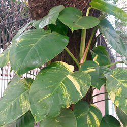 Leia mais sobre o artigo Ep17- Jibóia: planta trepadeira