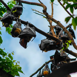 Leia mais sobre o artigo Ep20- Morcegos e a dama-da-noite