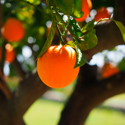 Leia mais sobre o artigo Ep26- #chupa esta laranja