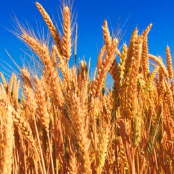 Leia mais sobre o artigo ep46- O trigo e o joio