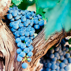 Leia mais sobre o artigo Ep47- Chupa que é de uva!