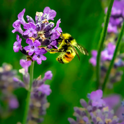 Leia mais sobre o artigo Ep52-O perfume e a abelhinha