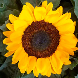 Leia mais sobre o artigo Ep60- A flor do sol