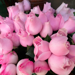 rosas cor-de-rosa