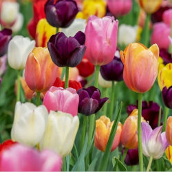Leia mais sobre o artigo Ep69- Todas as cores da tulipa