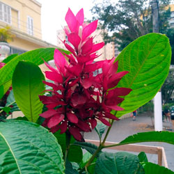 Read more about the article Ep79- Floradas exuberantes com a justícia vermelha