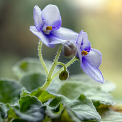 Read more about the article Ep96- O vasinho da violeta