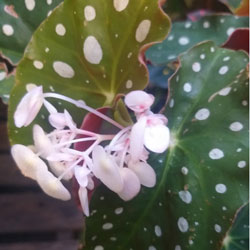 Read more about the article Ep106- Begônia maculata híbrido ou cultivar?