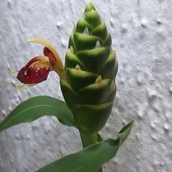 flor do gengibre