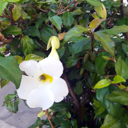 Leia mais sobre o artigo Ep121- A flor branca da tumbérgia-arbustiva é um cultivar?