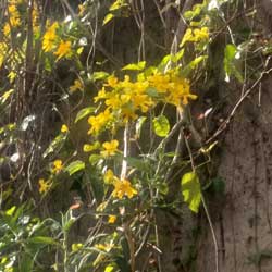Leia mais sobre o artigo Ep131- Cipó-ouro: floradas admiráveis e rápidas