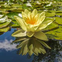Leia mais sobre o artigo Ep158- A flor de lótus é símbolo de renascimento