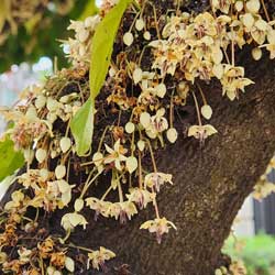 Leia mais sobre o artigo Ep176- As mini flores do cacaueiro também são comestíveis