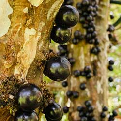 Leia mais sobre o artigo Ep189- Os negros e lindos frutos da jaboticabeira