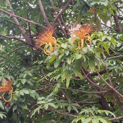 Leia mais sobre o artigo Ep197- As flores da monguba parecem com as do maracujá?