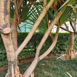 Leia mais sobre o artigo Ep204- A pândano parece uma escultura vegetal