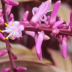 Leia mais sobre o artigo Ep209- Cordyline: suas mini flores são bem graciosas.