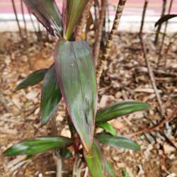 cordyline