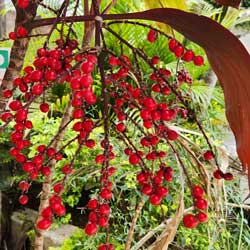 cordyline