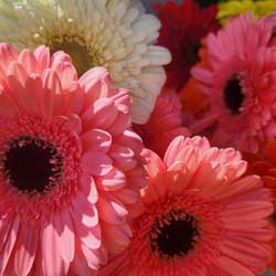 gerbera