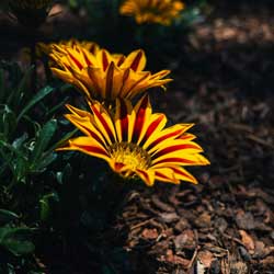 gazania