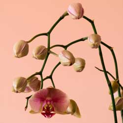 phalaenopsis