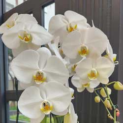 phalaenopsis