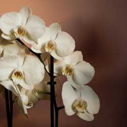 phalaenopsis