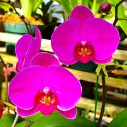 phalaenopsis