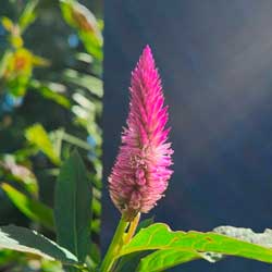 celosia