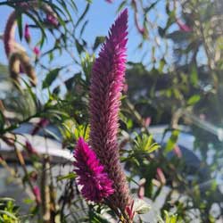 celosia