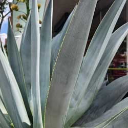 agave