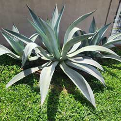 agave