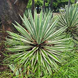 agave