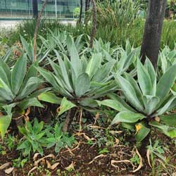 agave