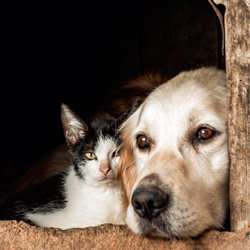 Cão e gato amigos